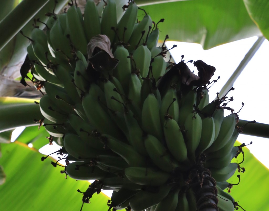 Cluster of Bananas on a tropical tree