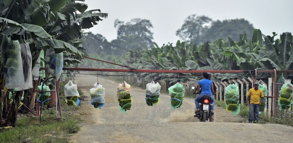 Employees of the "Mateo" banana plantation on a normal workday in Chobo, Ecuador, 400 km southwest of Quito, on January 13, 2016. Bananas, Ecuador's second-largest export after oil, are facing a difficult year in 2016 due to a weak Russian market, the delay in reaching a trade agreement with the European Union, and the threat posed by the El Nino climate phenomenon. AFP PHOTO/RODRIGO BUENDIA / AFP / RODRIGO BUENDIA (Photo credit should read RODRIGO BUENDIA/AFP/Getty Images)