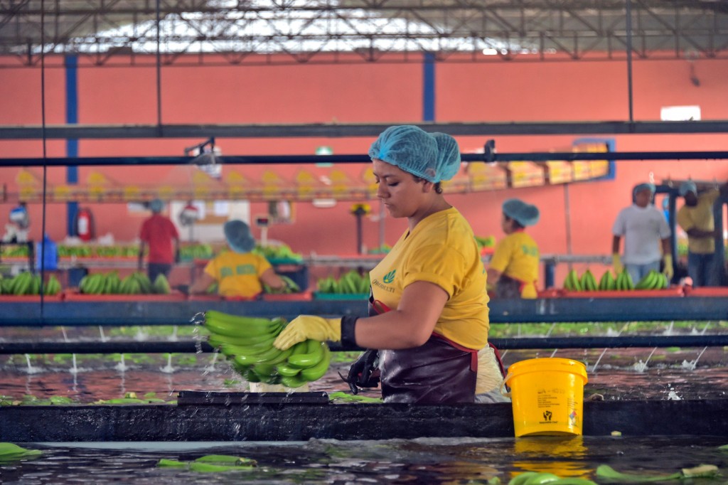 Employees of the "Mateo" banana plantation on a normal workday in Chobo, Ecuador, 400 km southwest of Quito, on January 13, 2016. Photo by Rodrigo Buendia/Getty Images. 