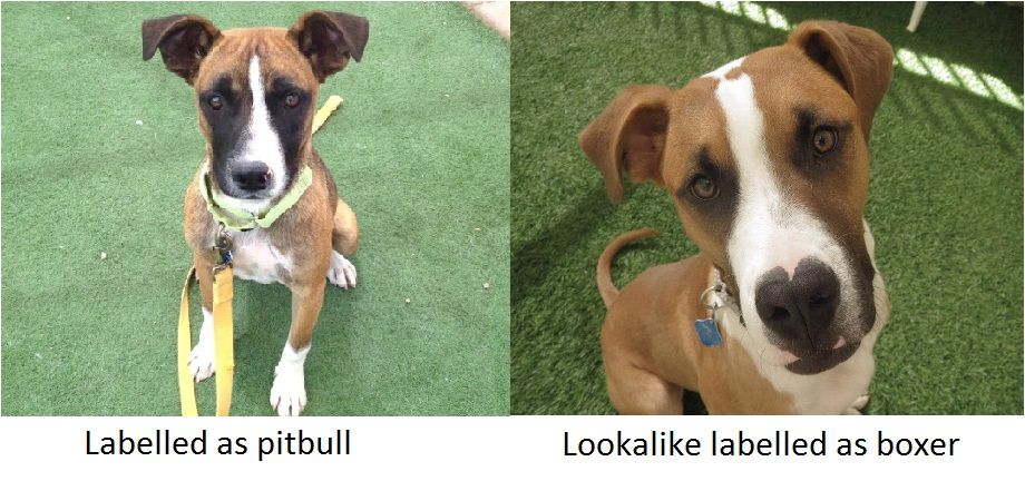 Example of a pit bull and lookalike from Gunter LM, Barber RT, Wynne CDL, PLoS ONE, (2016). Photo by Arizona Animal Welfare League 