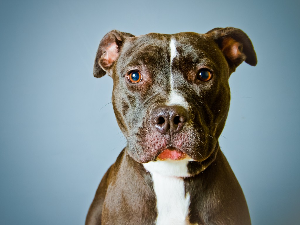 Pit bull. Photo by Square Dog Photography/via Getty Images