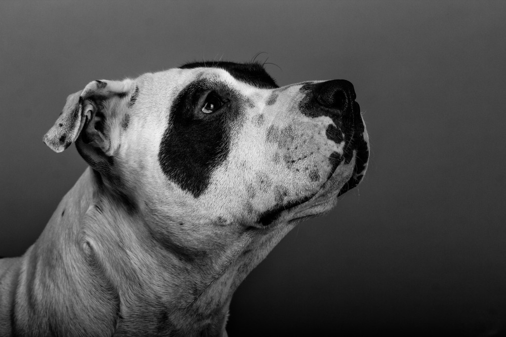 Close-Up Of American Staffordshire Terrier Against Wall. Photo by Daniele Natarelli/EyeEm/via Getty Images