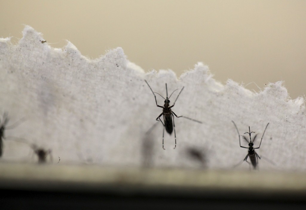 Aedes aegypti mosquitoes are seen at the Laboratory of Entomology and Ecology of the Dengue Branch of the U.S. Centers for Disease Control and Prevention in San Juan, March 6, 2016. Photo by Alvin Baez /REUTERS