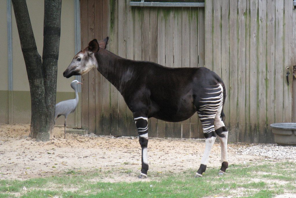 Okapi at the Houston Zoo. Photo by Jim Ellwanger via Flickr