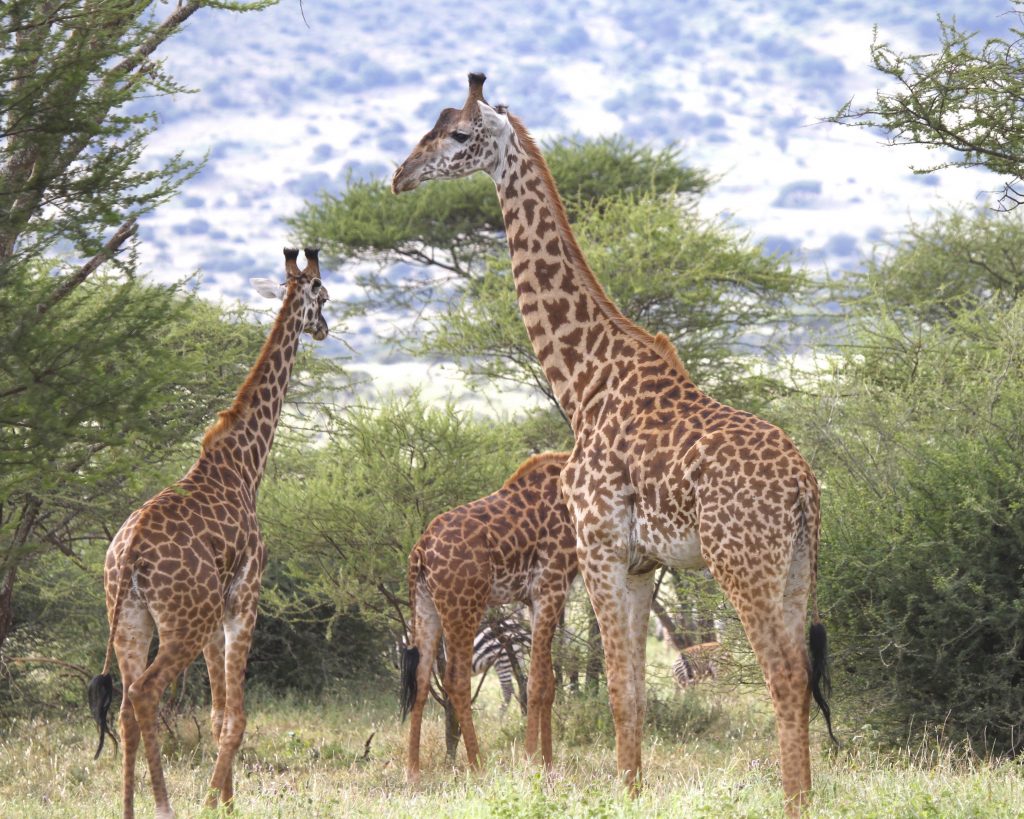 Adult male Masai giraffe in Ndarakwai - West Kilimanjaro, Tanzania. Photo by Doug Cavener