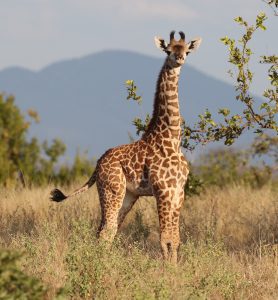 Young Masai giraffe in Ngorongoro Conservation Area, Tanzania. Photo by Doug Cavener