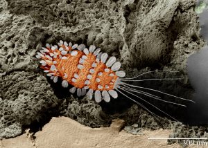 Scanning electron microscope image of the "Peacock Tea Plant Mite". Photo by Gary Bauchan, Ron Ochoa and Chris Pooley/USDA – ARS, Electron & Confocal Microscopy Unit, Beltsville, MD.