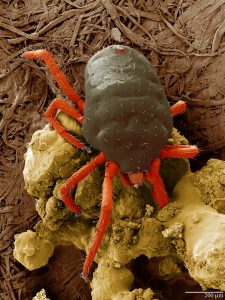 Scanning electron microscope image of the "Red-Legged Earth Mite". Photo by Gary Bauchan, Ron Ochoa and Chris Pooley/USDA – ARS, Electron & Confocal Microscopy Unit, Beltsville, MD.