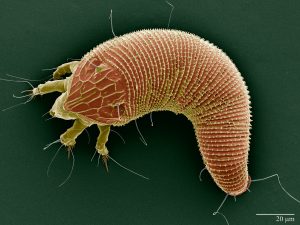 Scanning electron microscope image of the "Rose Rosette Disease Mite". Photo by Gary Bauchan, Ron Ochoa and Chris Pooley/USDA – ARS, Electron & Confocal Microscopy Unit, Beltsville, MD.