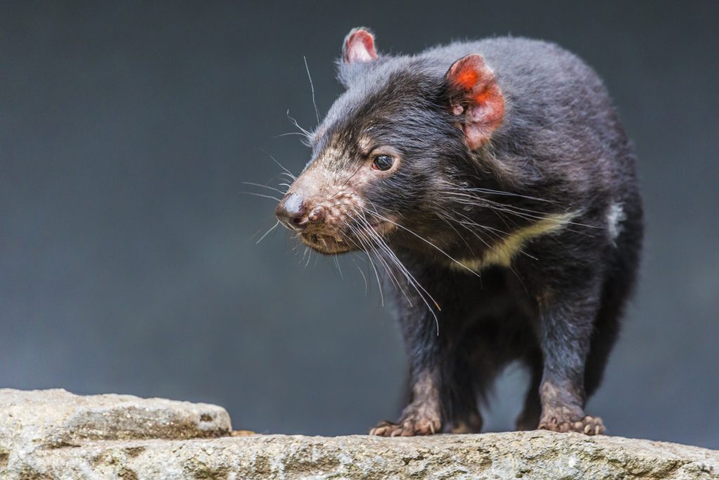 Extinctions caused by infectious diseases are rare, and a series of studies show both Tasmanian devils and their facial tumors are evolving to keep the marsupial alive. Photo by Mariusz Prusaczyk/via Adobe