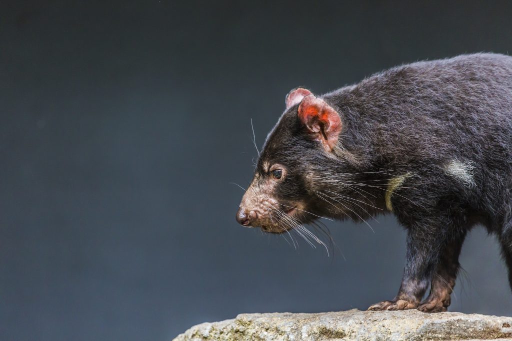 Tasmanian devils are important predators that keep invasive species like feral cats and foxes in check. Photo by Mariusz Prusaczyk/via Adobe