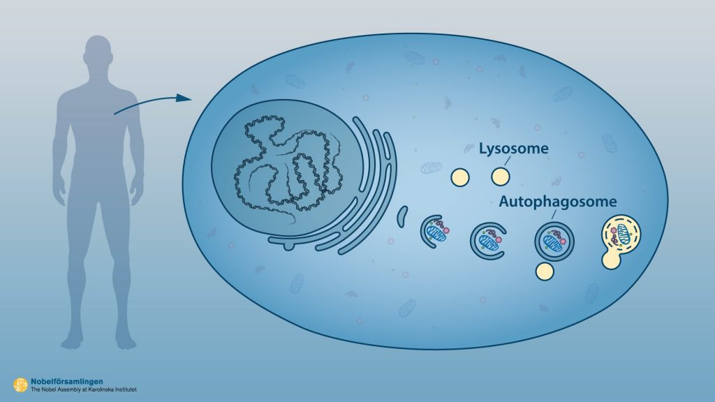 Our cells have different compartments. Lysosomes are akin to a cell’s garbage can. They contain enzymes for digestion of cellular contents. Yoshinori Ohsumi won the 2016 Nobel Prize in medicine for research on a similar compartment called the autophagosome. It engulfs larger portions of the cell, before fusing with the lysosome, where the contents are degraded into smaller constituents. This process provides the cell with nutrients and building blocks for renewal. Photo by the Nobel Assembly at the Karolinska Institutet