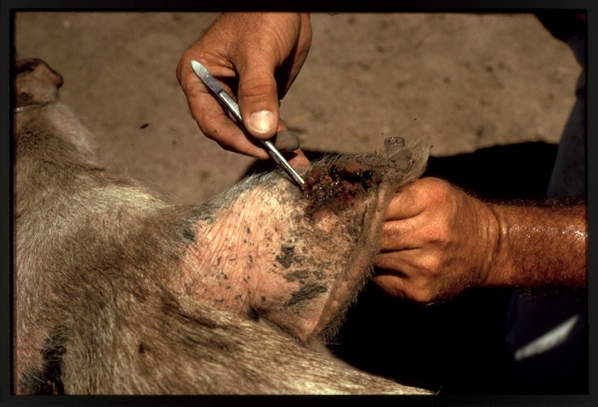 Slide of treating ear of screwworm infested pig. Photo by USDA Animal and Plant Health Inspection Service