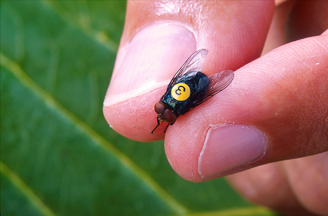 A New World screwworm is the maggot of Cochliomyia hominivorax blowflies. Here, a sterile male screwworm fly is marked with a numbered tag to study fly dispersal, behavior, and longevity. Photo by Peggy Greb/U.S. Department of Agriculture