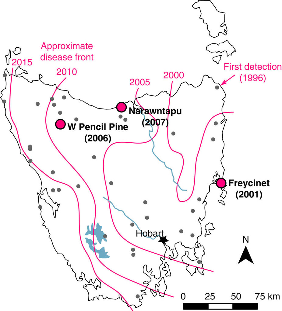 Devil facial tumor disease first appeared in Tasmania's northeast corner in 1996. The magenta lines indicate the approximate location of the disease front in 2000, 2005, 2010 and 2015. The dots show populations analyzed by Andrew Storfer and his colleagues. Illustration by Epstein B et al., Nature Communications, 2016