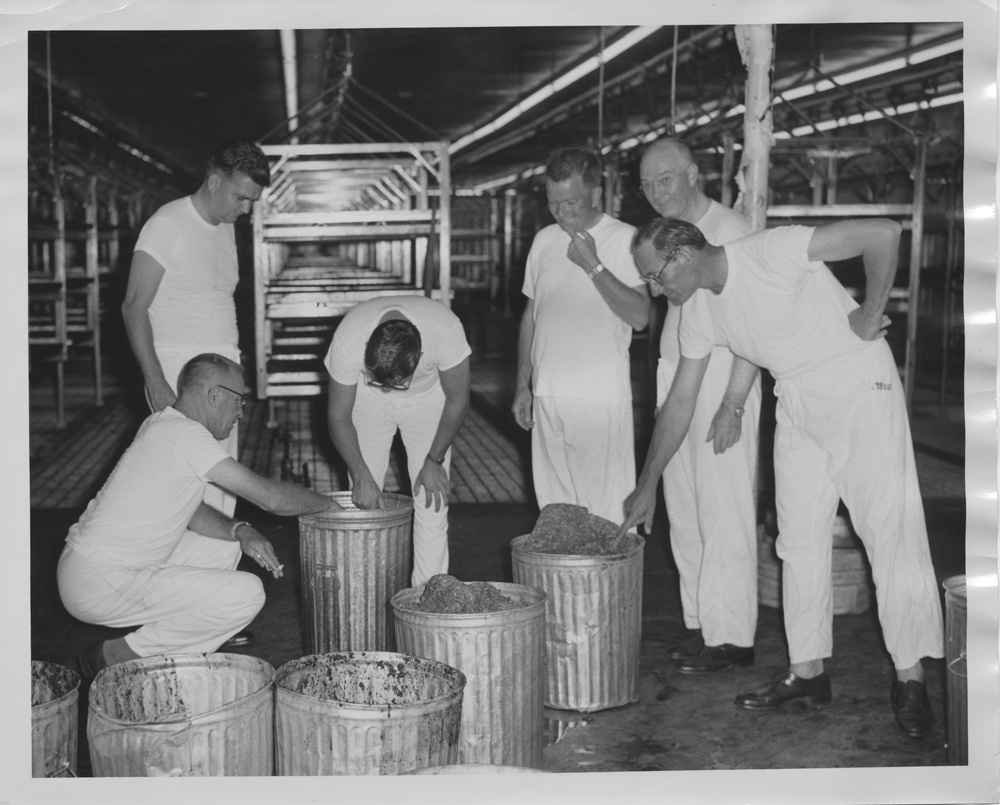 Photograph of Edward F. Knipling with colleagues inspecting ground meat. In the 1950s, ground meat, beef blood and water were used to raise screwworms in the lab. Photo by USDA Agricultural Research Service