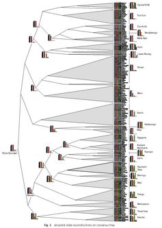 Family tree of Australian languages with their color terms and reconstructions of color systems for major subgroups. Illustration by Haynie and Bowern (2016): Figure 3, CC BY-ND