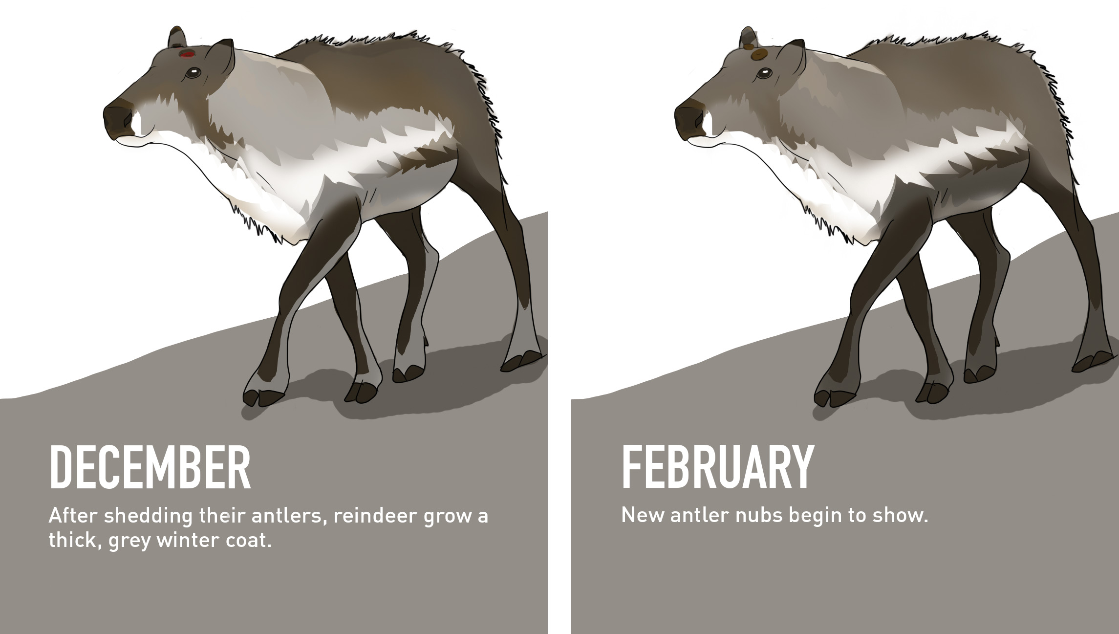 Male Reindeer's transformation from December to February.