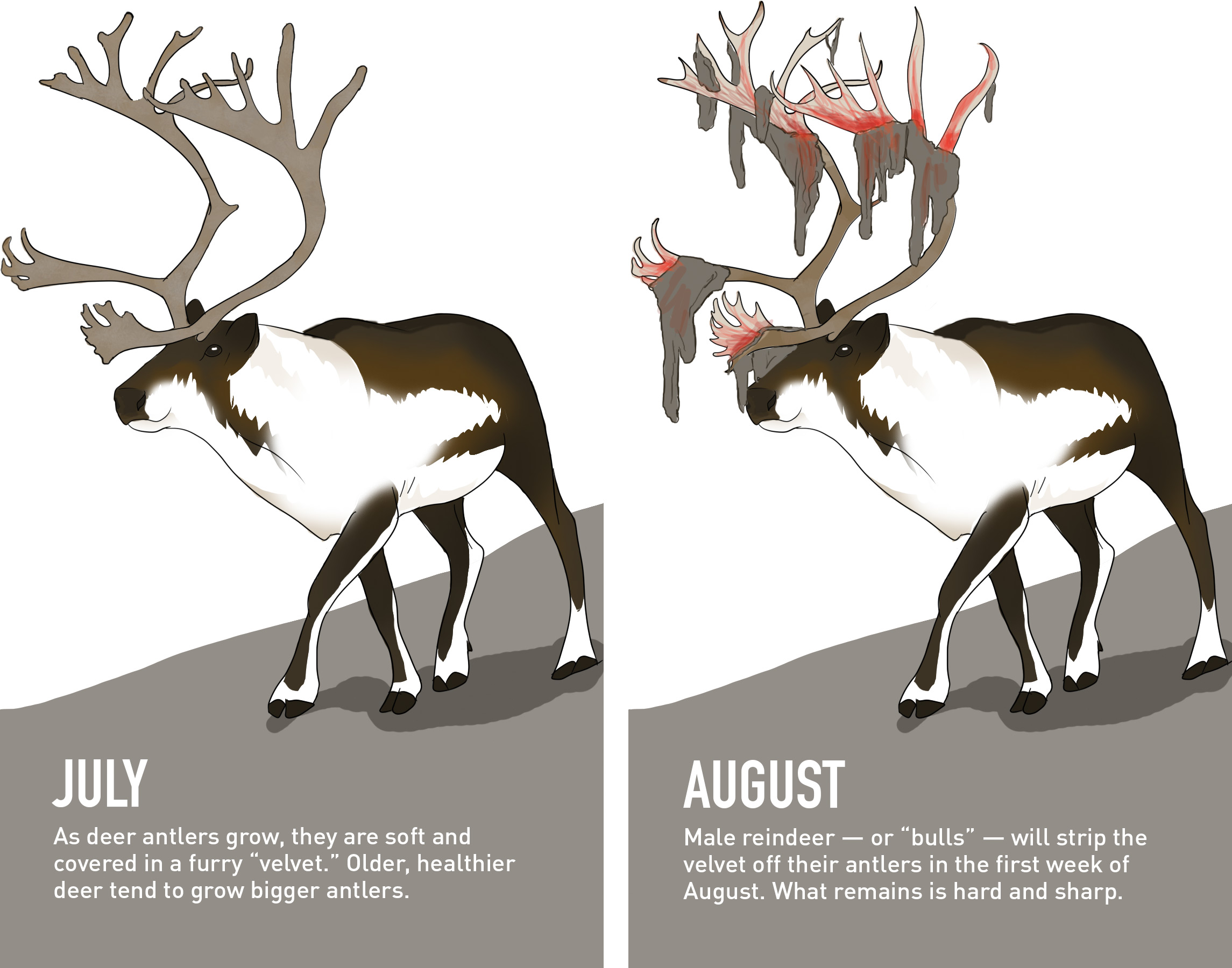 Male Reindeer's transformation from July to August.