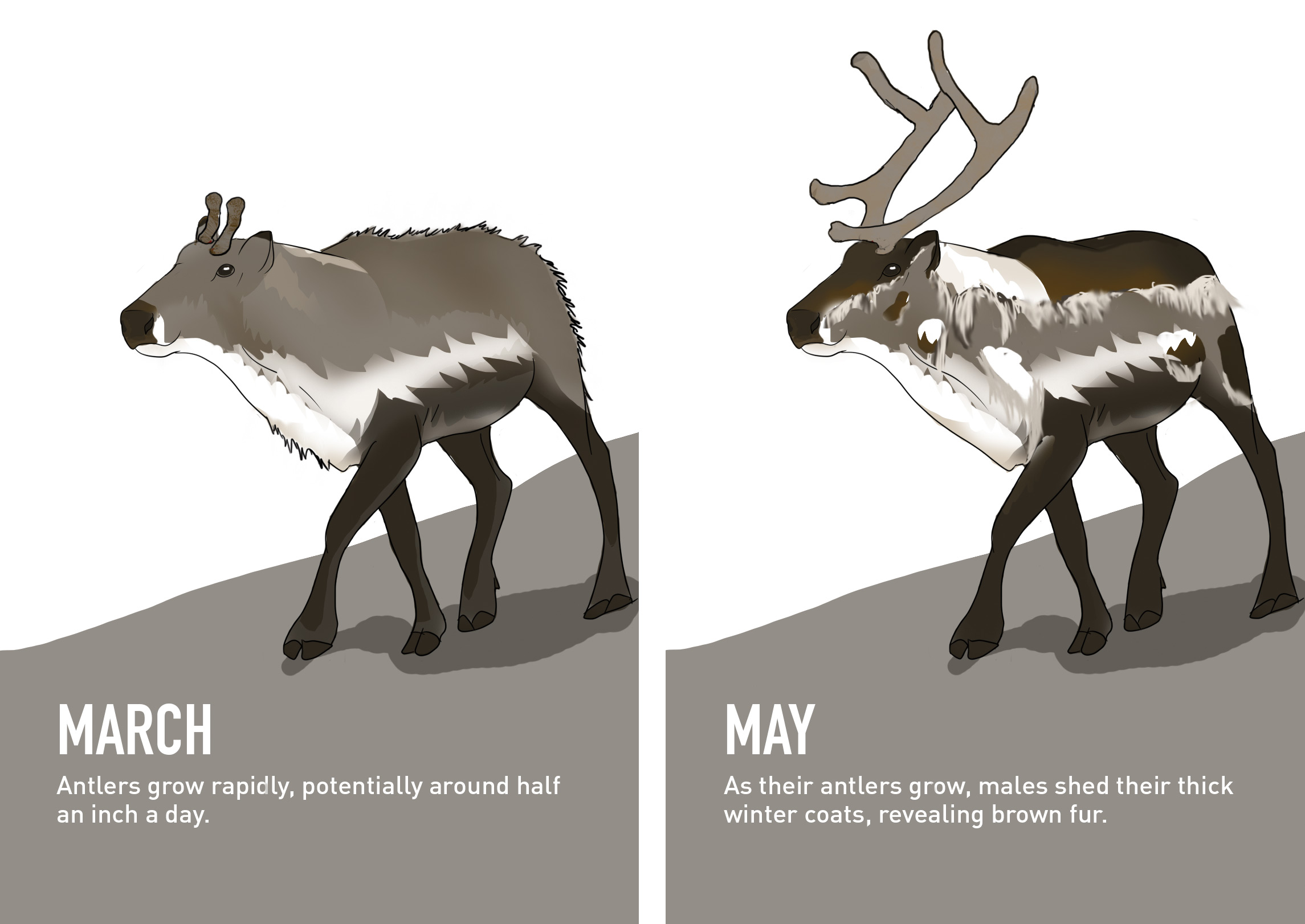 Male Reindeer's transformation from March to May.
