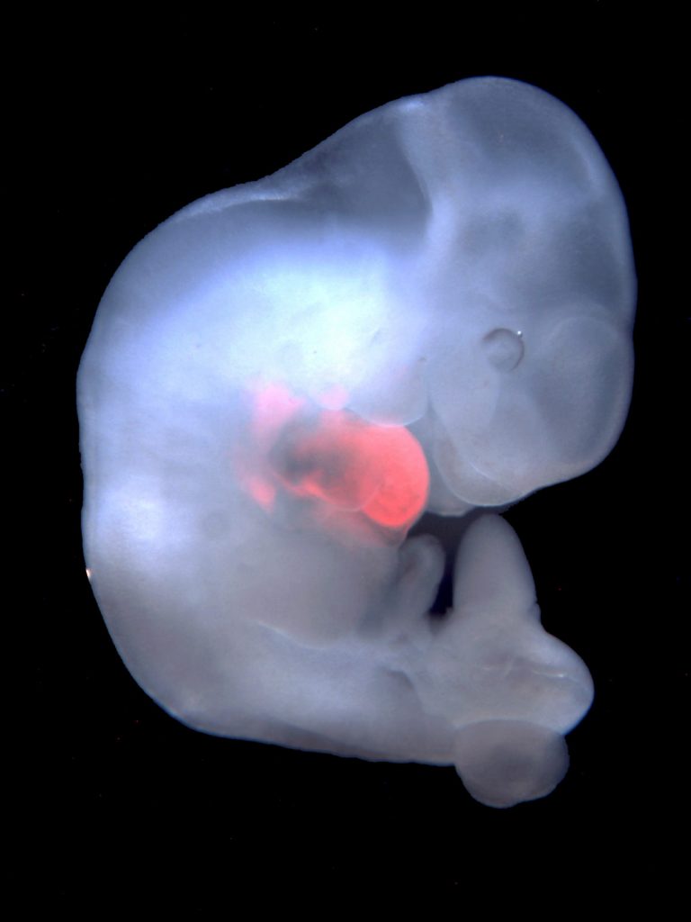 Cells derived from rat pluripotent stem cells were enriched in the developing heart of a genetically modified mouse embryo using CRISPR. Photo by Cell