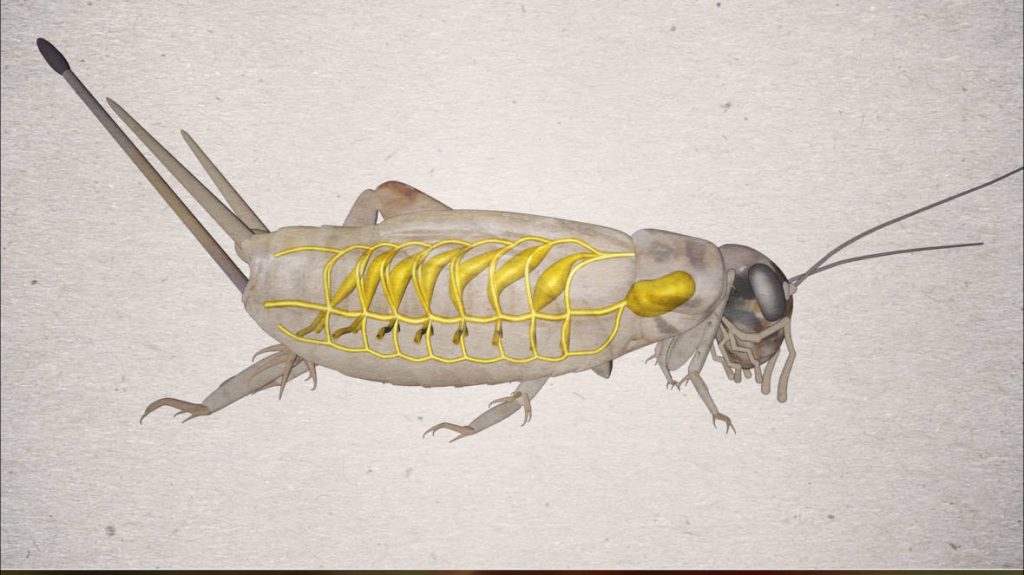 An artist’s representation of a house cricket’s respiratory system showing the hollow tubes called tracheae that bring fresh air to the insect’s tissues. Photo by Teodros Hailye/KQED