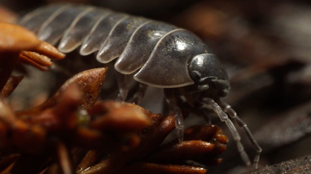 Pill bugs are commonly found under leaves and fallen logs where they consume rotting wood and fungus recycling, the nutrients back into the soil. Photo by Josh Cassidy/KQED