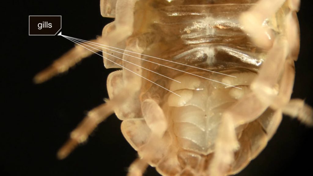 The common pill bug has two pairs of pleopod gills. The bulging lighter colored areas contain hollow branched structures that increase the surface area available for respiration. Photo by Josh Cassidy/KQED