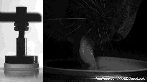 Researchers at MIT used models to study the fluid dynamics involved when cats lap water. Photo by Sunghwan (Sunny) Jung/ MIT