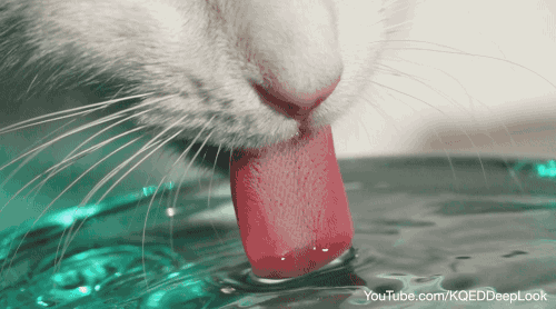 High speed video shows the column created when cats lap water. Photo by Josh Cassidy/KQED