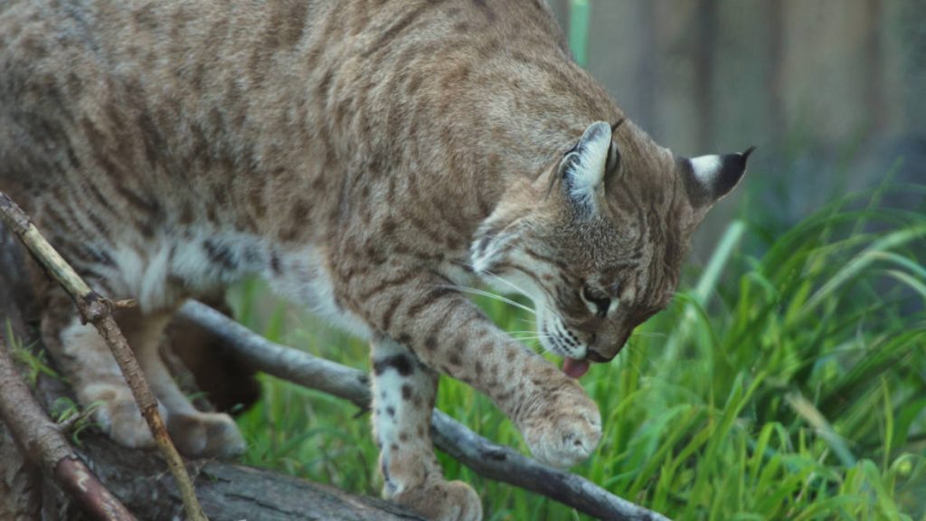 Like house cats, bob cats meticulously groom themselves in order to help hide from prey. Photo by Josh Cassidy/KQED