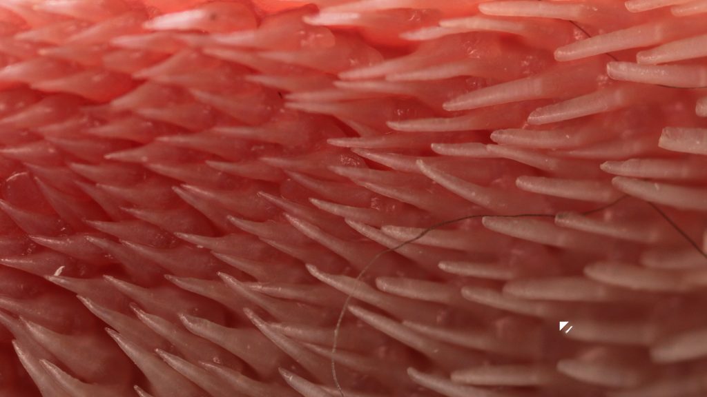 The spines on a cat’s tongue point in the same direction, making it easier to free the shed fur off of the tongue and back towards the cat’s throat Photo by Alexis Noel/Georgia Tech