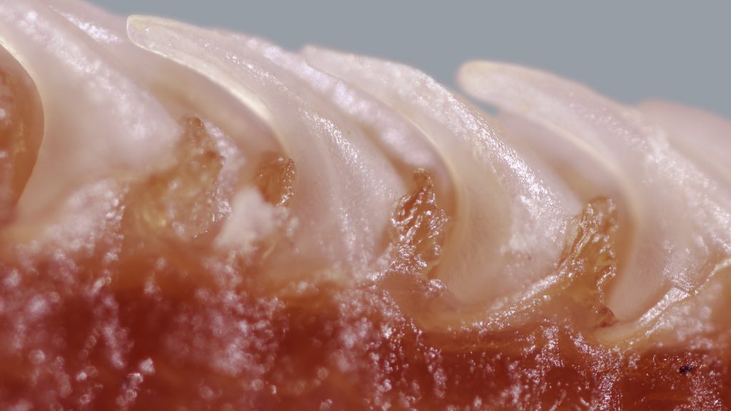 The magnified side view of a cat tongue shows the claw-like shape of the individual papillae. Photo by Alexis Noel/ Georgia Tech
