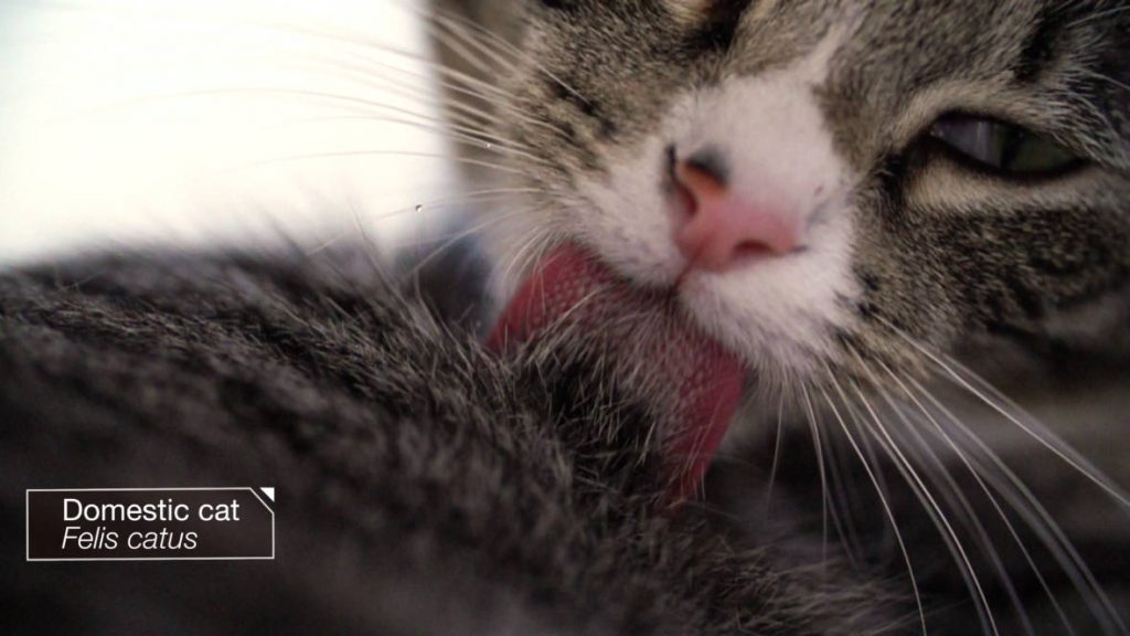 Fur sticks to the cat’s tongue and is detangled as it runs between the papillae. Photo by Josh Cassidy/KQED
