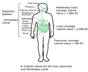 The calorific values of the digestive system and alimentary canal. Illustration via James Cole/Scientific Reports