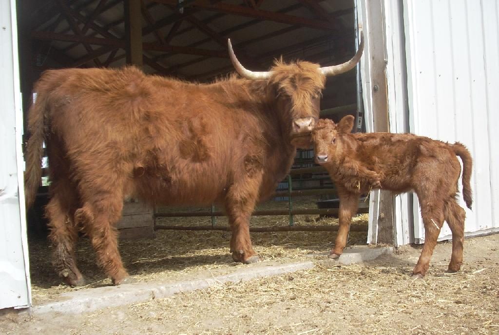Aurora, a Scottish Highland Cow, and her calf, Trinity, who has three legs. Trinity is now eight years old and has had four-legged calves of her own. Photo courtesy of Shelby Hendershot