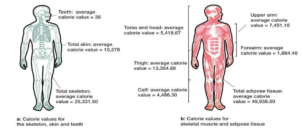 The calorific values of the skeleton, skin, teeth, skeletal muscle and adipose tissue. Illustration via James Cole/Scientific Reports
