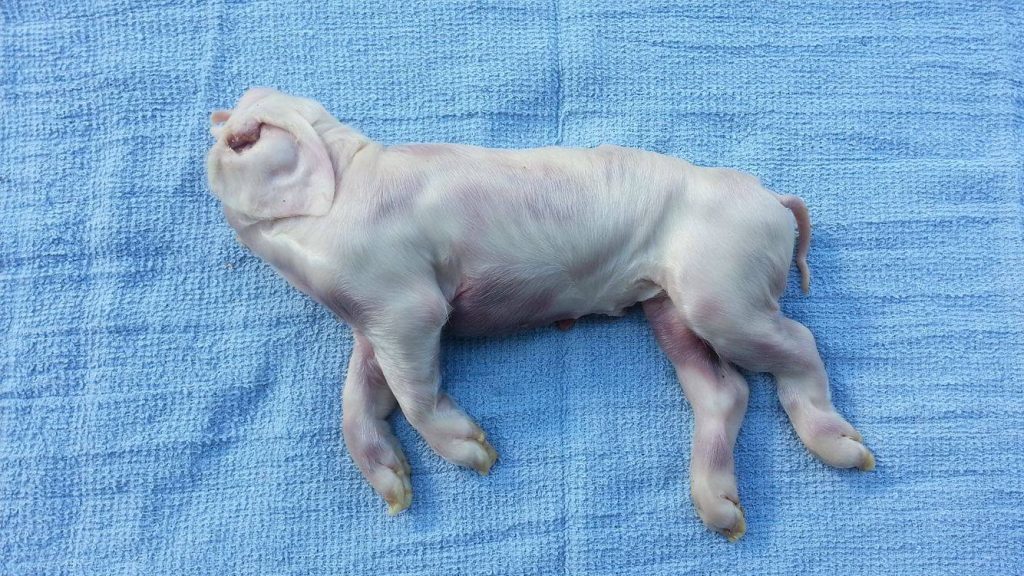 This piglet was born dead and without a face. Courtesy of Shelby Hendershot.