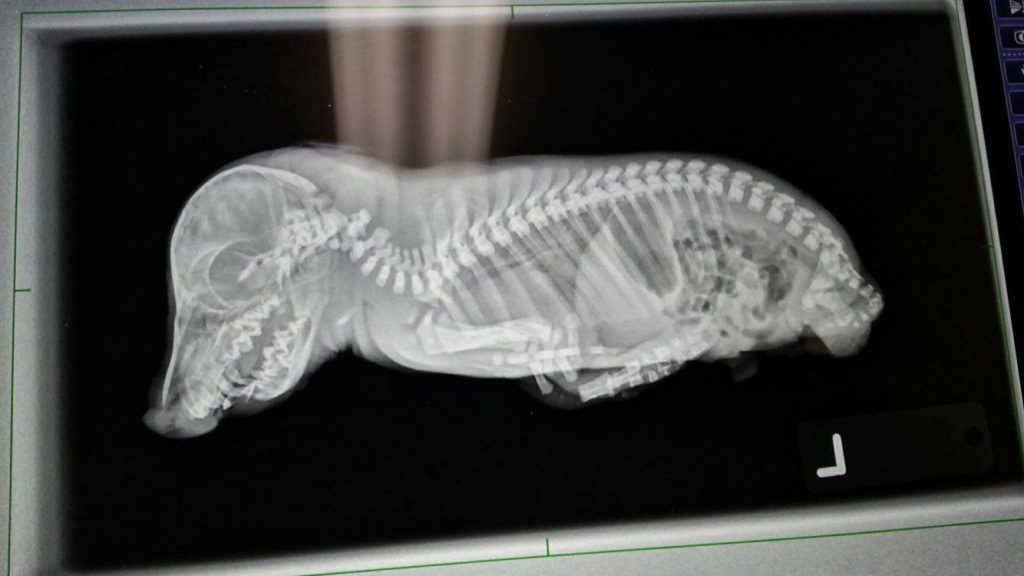 An X-ray image of a deformed piglet. Courtesy of Shelby Hendershot.