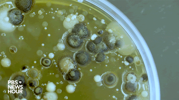Forest of microbes A petri dish covered with the many microbes from a wasp's body. Photo by Matt Ehrichs