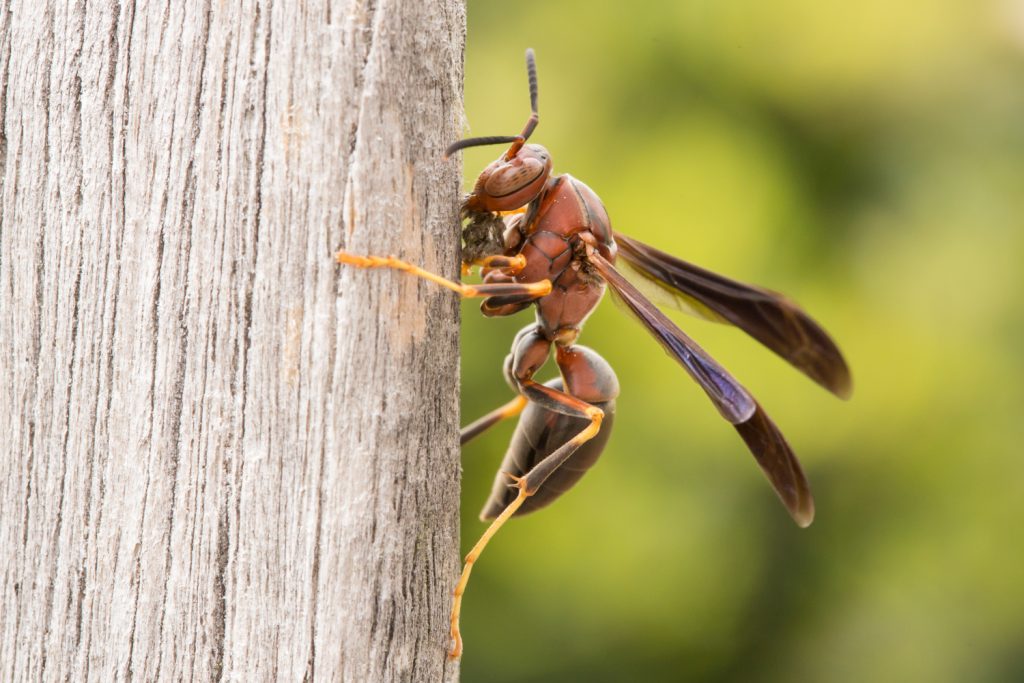 Paper carrier Madden started her search in North Carolina fields, where she caught a single paper wasp — a bug known to harbor large communities of yeast. Photo by Lauren Nichols