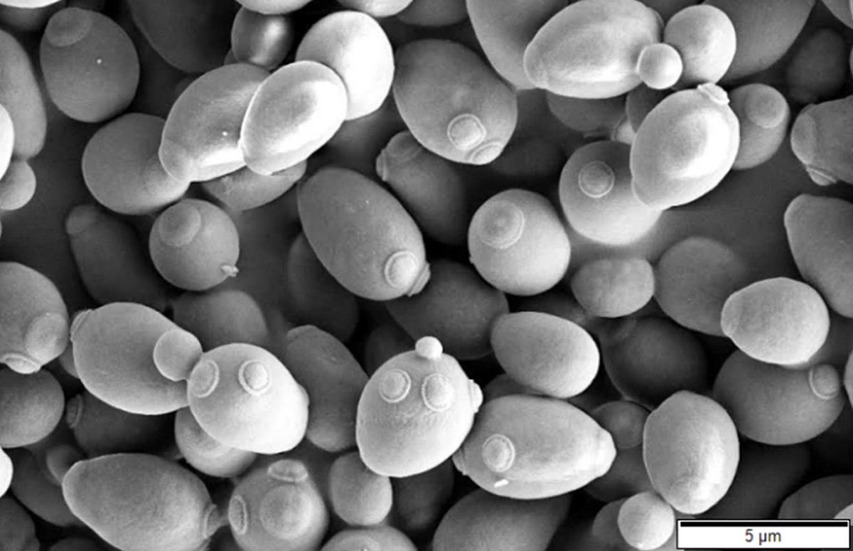 Only two species of yeast --- ale yeast (Saccharomyces cerevisiae; pictured above) and lager yeast -- have been used for traditional beer brewing for the last 600 years. A lab in North Carolina may have found a third in the strangest place: On bees. Photo by Mogana Das Murtey and Patchamuthu Ramasamy/via Wikimedia