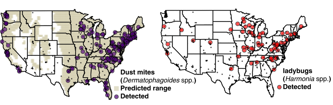 strongInvasive allergies./strong As part of a bug census, Rob Dunn's lab surveyed the geographical distributions of insects that cause allergies (dust mites) and indoor pests (ladybugs). Photo by Madden AA et al., Molecular Ecology, 2016.