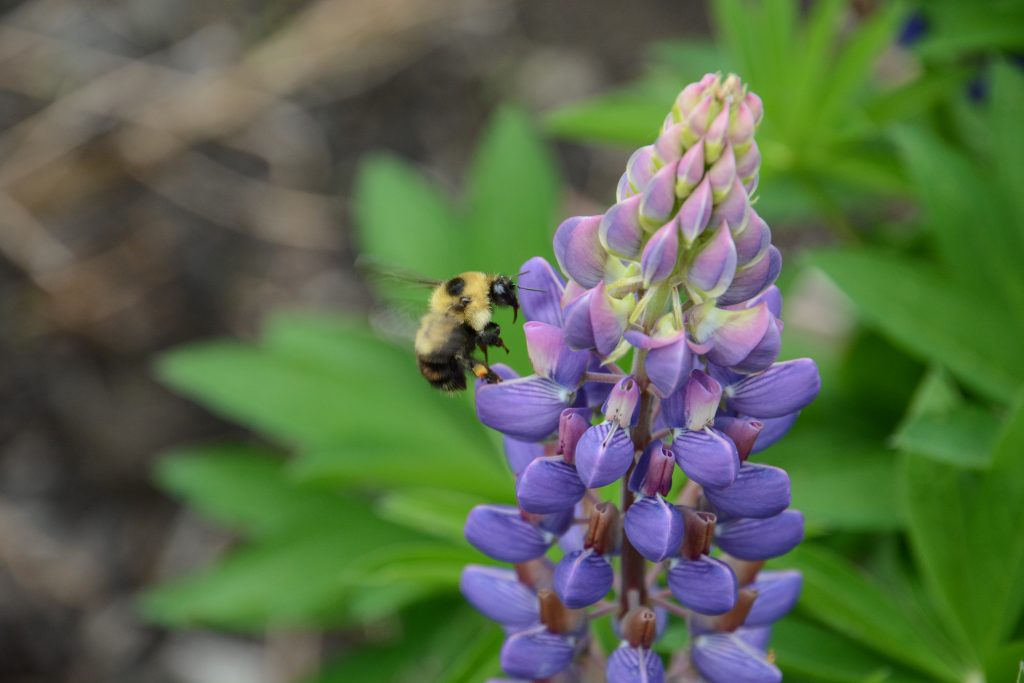 Eastern bumblebee, Bombus impatiens, pollinating lupine flowers in Canada. Photo by Jeremy T. Kerr