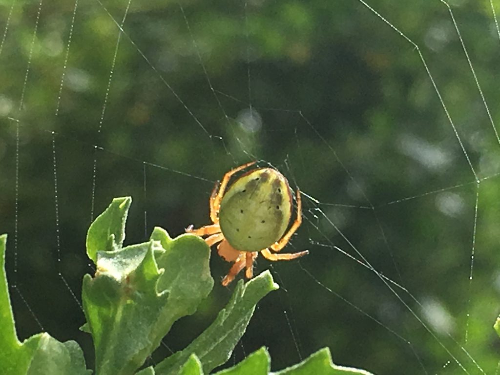 The six-spotted orb weaver is known to eat her web at night. What will she do during the eclipse? Photo by Rebecca Johnson/Cal Academy of Sciences
