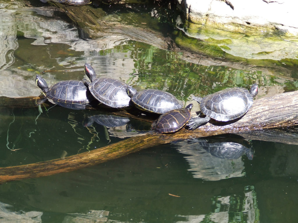 turtles