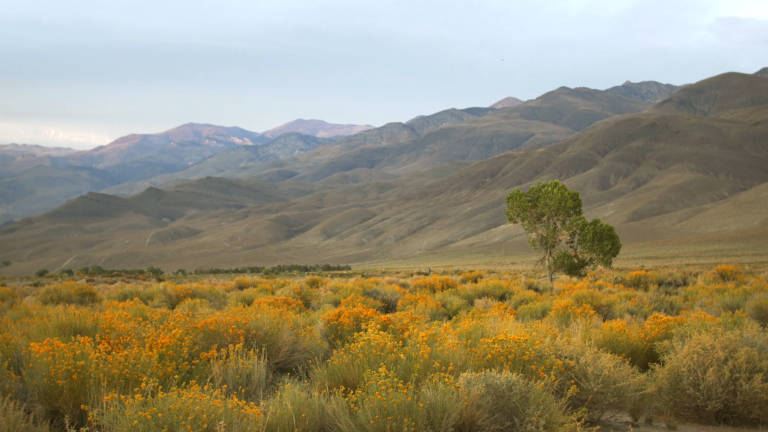 Maxwell studies a population of bordered mantises that dwell in the Owens Valley, an arid region southwest of Yosemite National Park. Photo by Josh Cassidy/KQED