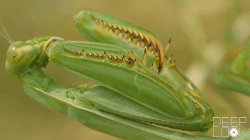 Mantises use their raptorial forelimbs to catch and hold prey. The forelimbs are lined with sharp spikes that keep prey from slipping. Photo by Josh Cassidy/KQED