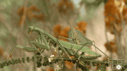 He can’t rely on his eyes, but as long as this headless male mantis is close enough to use his sense of touch to find female, there’s nothing stopping him from giving it a go. Photo by Josh Cassidy/KQED