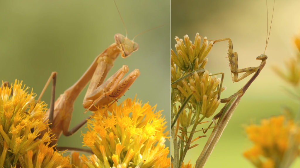 The female bordered mantis on the left is about four to 10 times heavier and much more powerful than the male on the right. Photo by Josh Cassidy/KQED